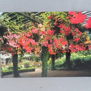 Vintage Postcard - Butchart Gardens Begonia Bowler - Peacock Postcards